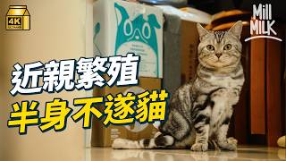 #MM｜社工轉兼職照顧繁殖場棄貓 收入減半 美國短毛貓近親繁殖導致半身不遂 每日3次人手排大小便 香港動物繁殖條例不監管貓、兔、爬蟲動物｜#700萬種生活 #4K