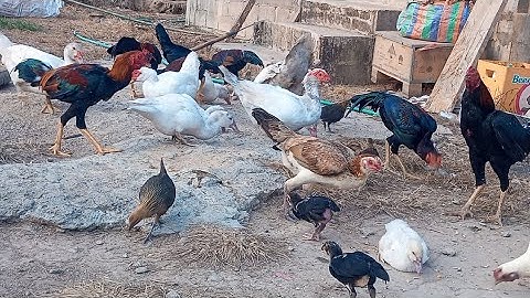 los saib kuv pub qaib os 10/11/24