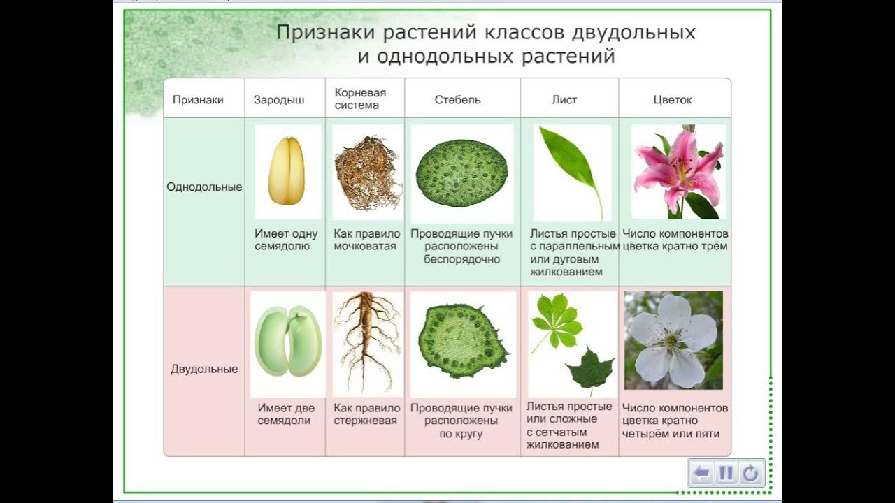 Тест класс однодольные 7 класс. Семейства однодольных и двудольных растений таблица. Лист однодольного растения. Типы листьев однодольных растений.