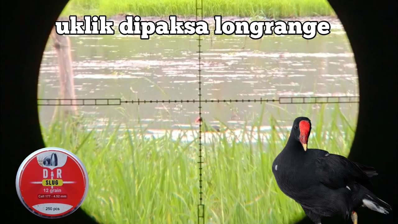 UKLIK DIPAKSA MAIN LONGRANGE TANPA RF❗