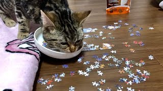 妹の真剣ジグソーパズル中に我慢できず邪魔しに来てしまった猫ｗ