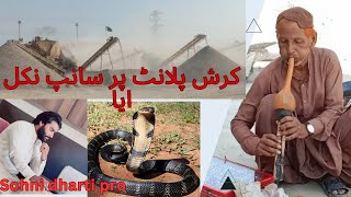 Etna bara sanp|Cobra snake|Cobra king|