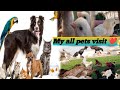 My all pets visit  my zoo visit  parrot  hen  chicks  aseel hira hen viral petsvloging