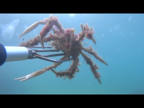 Ψάρεμα καβούρι ΑΡΑΧΝΗ !!! / fishing crab spider !!!