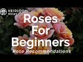 Roses for Beginners | Rose Recommendations