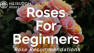 Roses for Beginners | Rose Recommendations