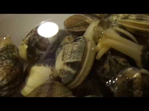 COME SPURGARE LE VONGOLE E I MOLLUSCHI IN GENERE