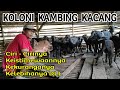 SPECIAL KAMBING KACANG, KANDANG KOLONI || Indonesian native bean goat