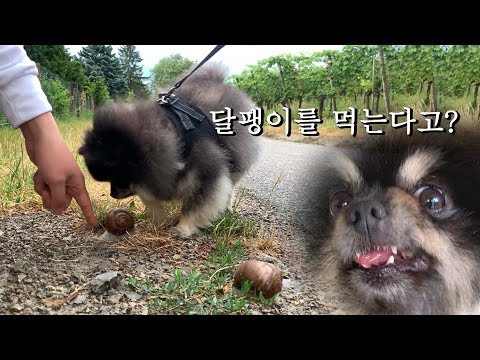 비오는날 강아지의 스케줄은 달라진다 ft. 포메라니안 곰돌이컷 미용