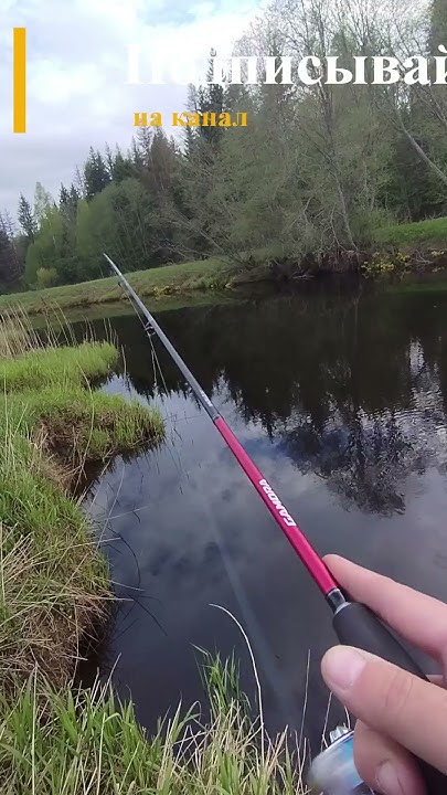 Nautilus Gamora #рыбалка #fishing #спининг - YouTube