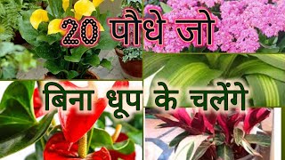 बिना धूप के चलनेवाला 20 पौधे जो आप घर के अंदर लगा सकते हैं / 20 Best Indoor Plants