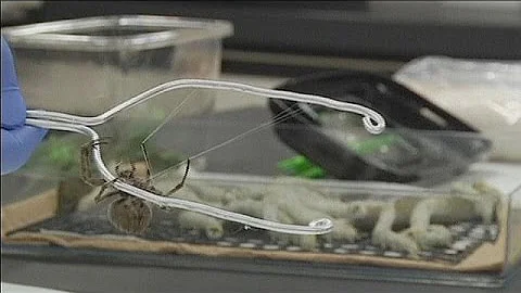 Como as aranhas produzem a seda e qual sua função?