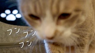 猫にフンフンスリスリされるAsmr | #モアクリ Vlog042