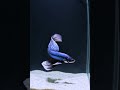 Graceful Betta Elegance