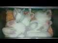 سيلان لعاب الارانب الأسباب والعلاج سيلان لعاب الارانب الأسباب والعلاج