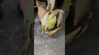 BIG MUDCRABS UP SHALLOW! #crabbing #crabs #crab