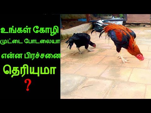 உங்கள் கோழி முட்டை போடலையா என்ன பிரச்சனை தெரியுமா?