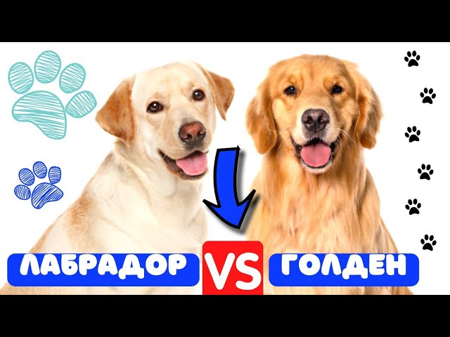 🐕🐾📝 Дисплазия локтевого сустава у собак: симптомы и методы лечения -  YouTube