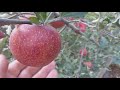 Яблоня сорт зимний Ред Джонапринц ( apple Red Jonaprince@Viltons) Черный Принц. Видеообзор.