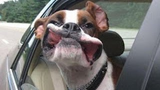 Funny Animals  Funny Dog Videos  Funny Dogs Flapping Lips In The Wind Compilation 2016