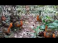 Trik Menjerat Puyuh Rimba atau Puyuh Hutan Sumatera