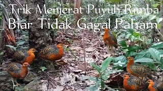 Trik Menjerat Puyuh Rimba atau Puyuh Hutan Sumatera