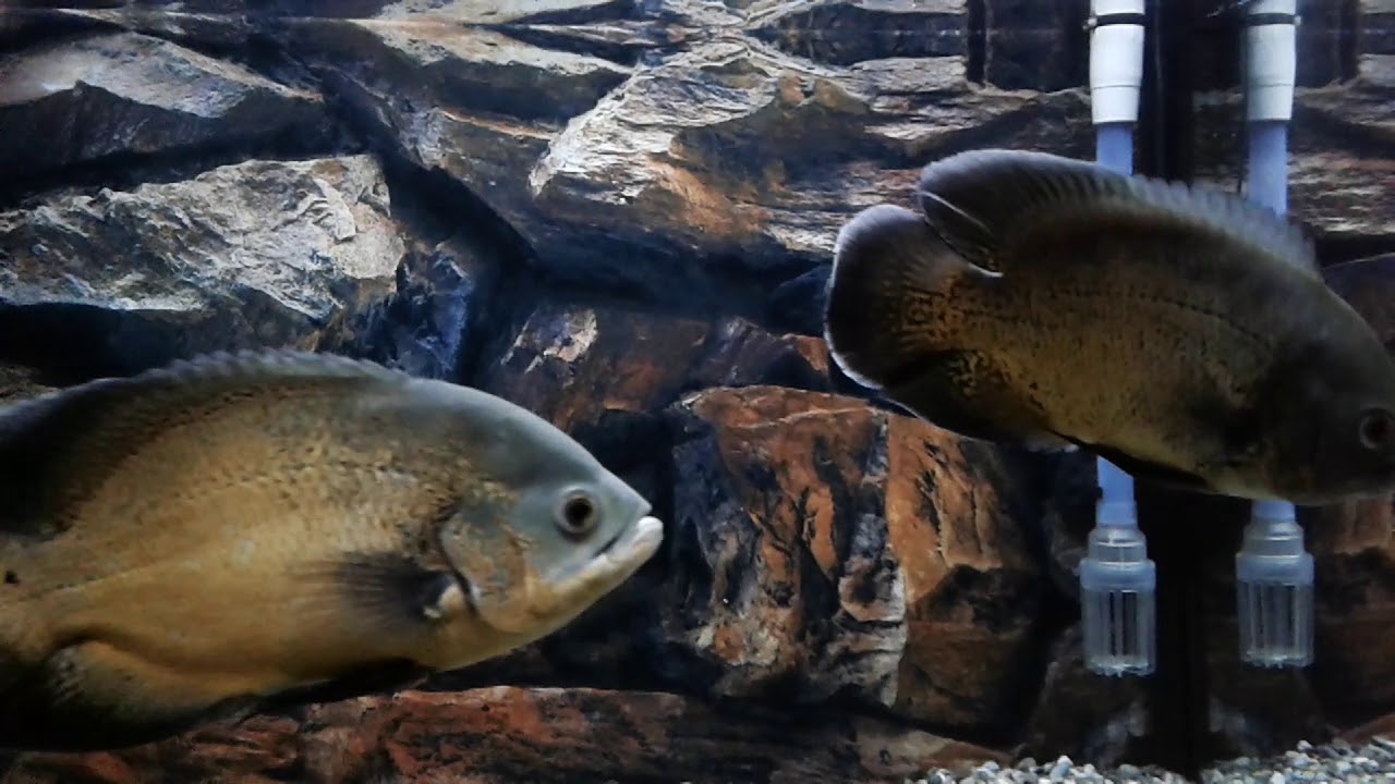 Oscars fish (040320) YouTube