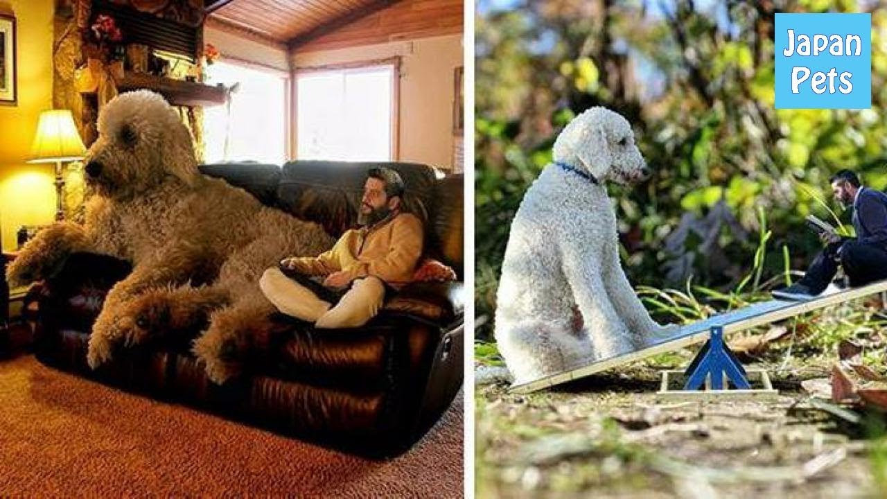 pets at home もし愛犬が巨大化したら…?飼い主さんが撮影した写真が夢で溢れている! - Japan Pets