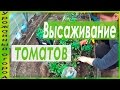 ВЫСАДКА РАССАДЫ ТОМАТОВ В ГРУНТ!