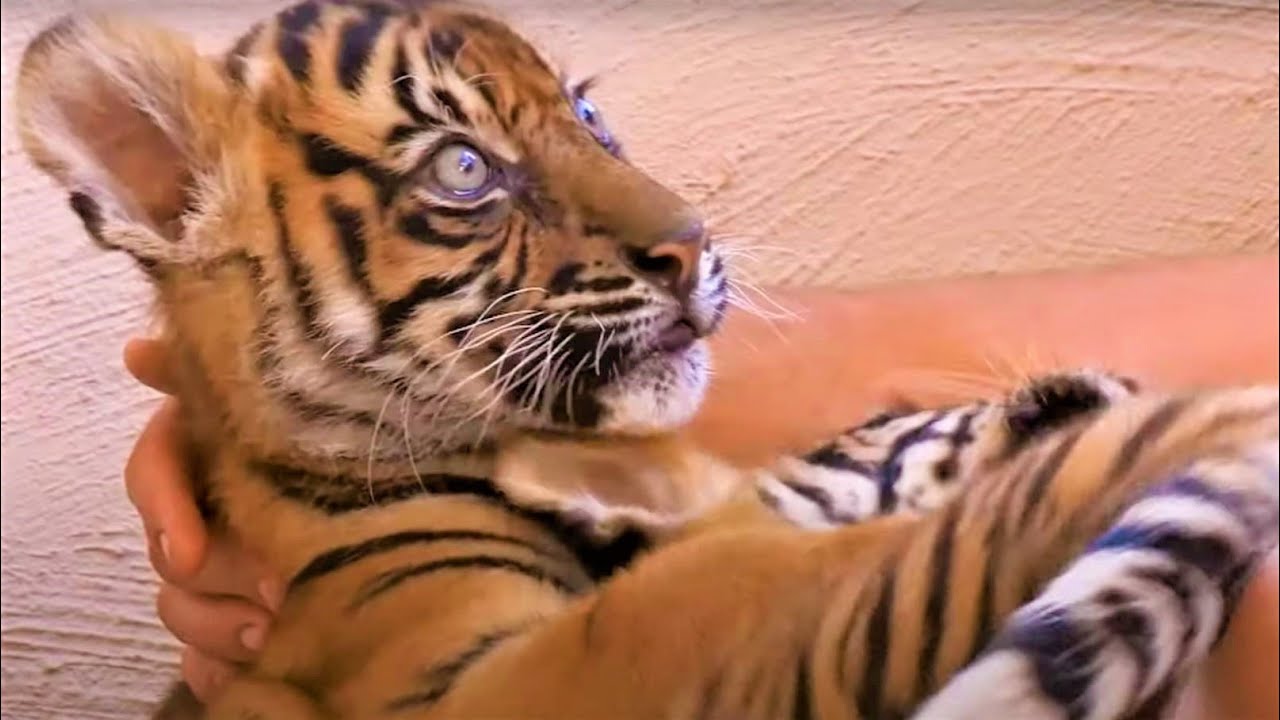 Best Tiger Cub Moments Part 2 | BBC Earth - YouTube