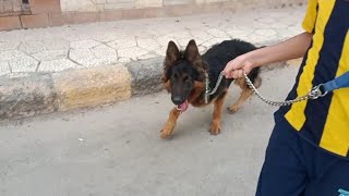 مشينا روكي❤️🔥 و قابلنا كلب بوكسر 😱🔥