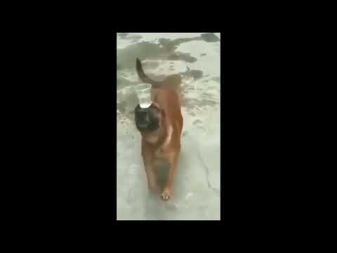 Sivas ellerinde sazım çalınır köpek