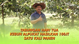 WOW AMAZING! PANEN BUAH ALPUKAT MELIMPAH TANPA BAHAN KIMIA | Salam Sari Untuk Blitar