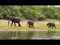 Chobe, Botswana Elephants