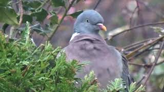 Peter the pigeon 7 eating ivy berries in the garden. by Boro Adventure 1,197 views 2 months ago 2 minutes, 55 seconds