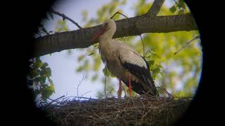 The Storks.