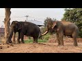 ช้างจีบกัน 💯एक हाथी,elephant