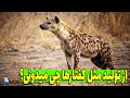کفتارها چطور شکار و زندگی می کنند کفتار رفته گرهای طبیعت 