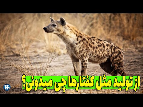 تصویری: چه نوع حیواناتی در ساوانا زندگی می کنند؟