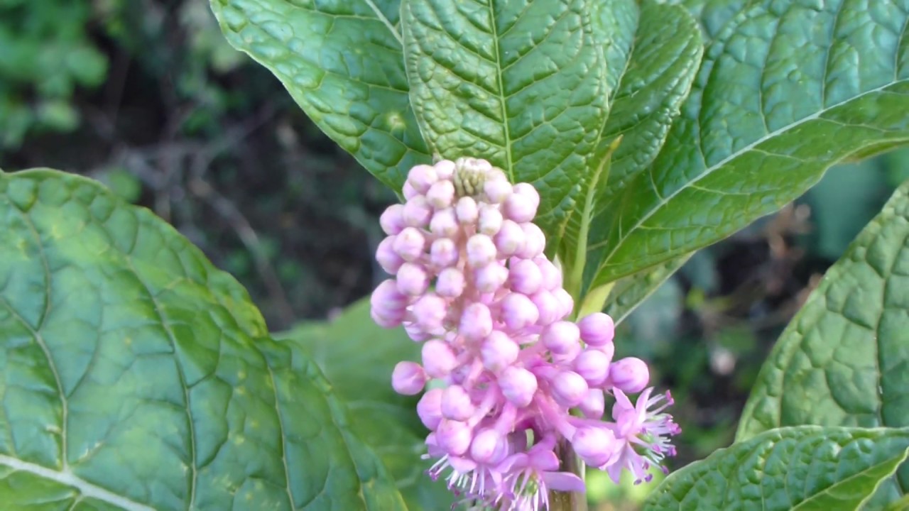 Pokeberry  - Phytolacca -  Fuglaber - Gljáber - Súlublóm - Skrautplöntur
