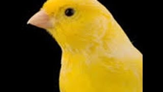 Canary Singing Luteus  2 hours Singing very beautiful