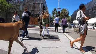 Cash 2.0 Great Dane on Rodeo Drive in Beverly Hills 22