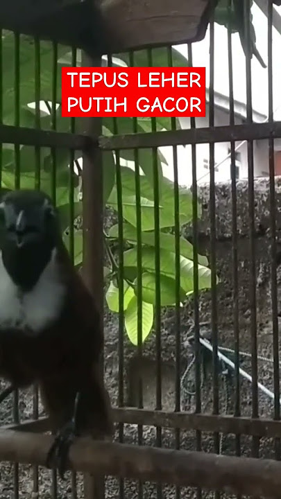Tepus Leher Putih Gacor