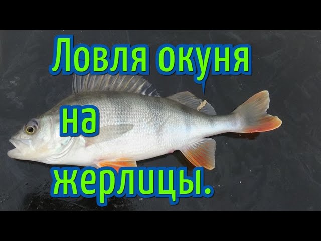 Ловля окуня на жерлицы.