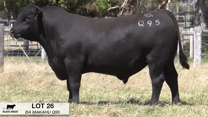 Lot 26 Glatz Black Angus 2021