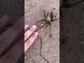 Blonde Tarantula #tarantula #desert #wildlife