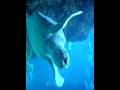 Huge Sea Turtle