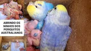 Abertura dos ninhos dos periquitos australianos e dicas de manejo