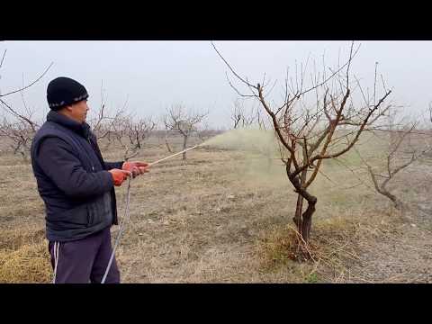 Video: Uzum Xlorozi: Davolash Va Barglarni Qanday Qayta Ishlash. Preparatlar Va Temir Vitriol