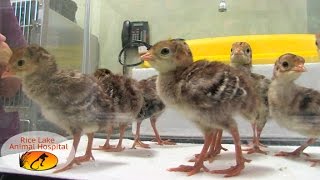 Rice Lake Animal Hospital – Wild Baby Turkeys